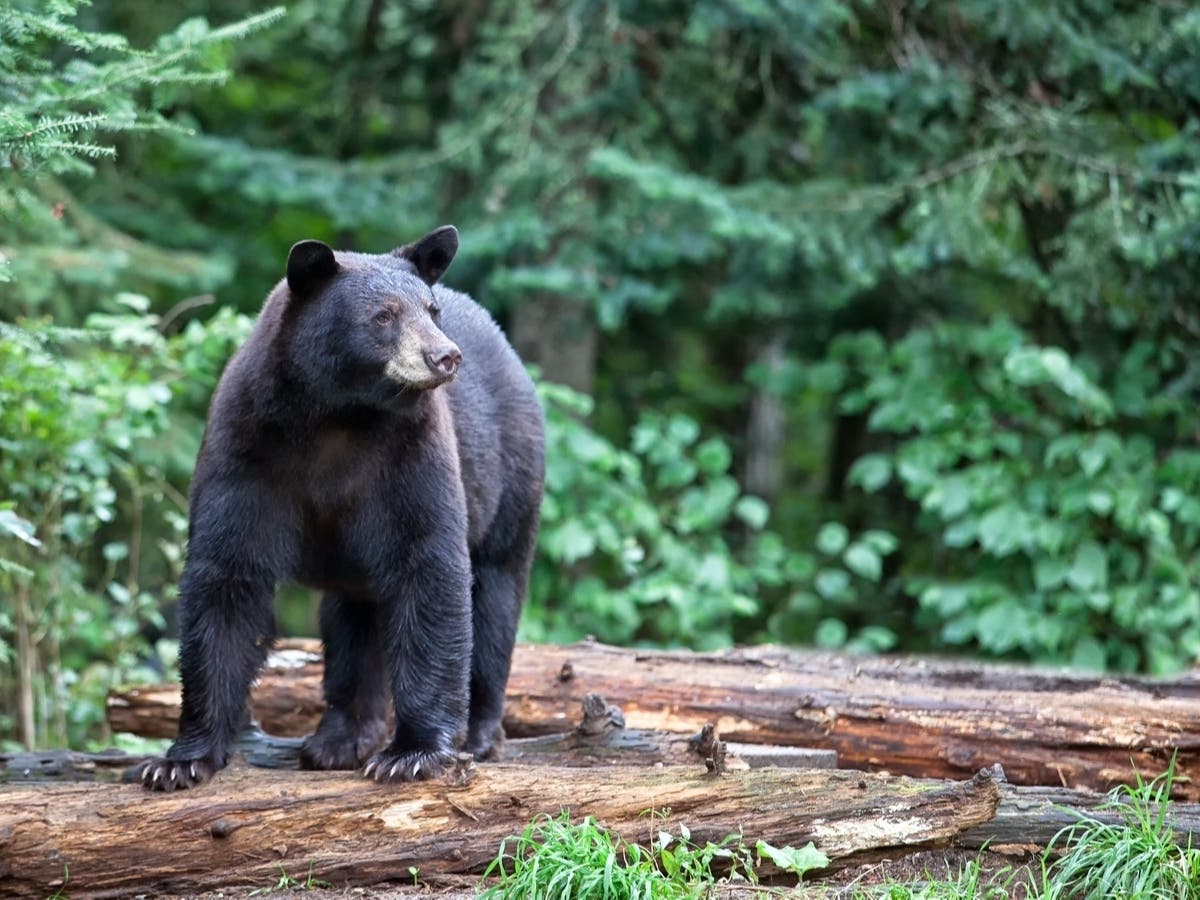 Bear Euthanized After Breaking Into Several Canton Homes: DEEP