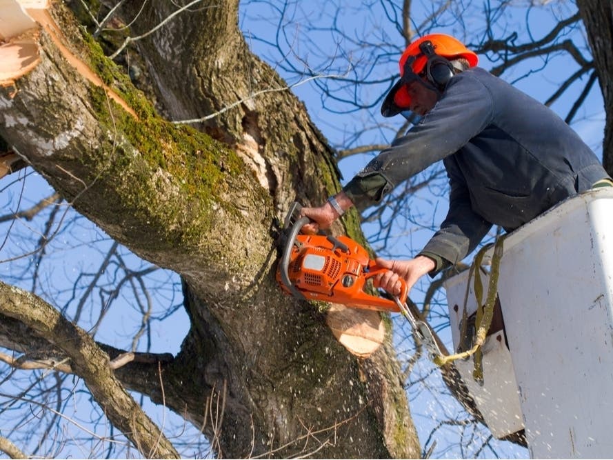 After Storms, Free Brush Disposal For Residents: Canton