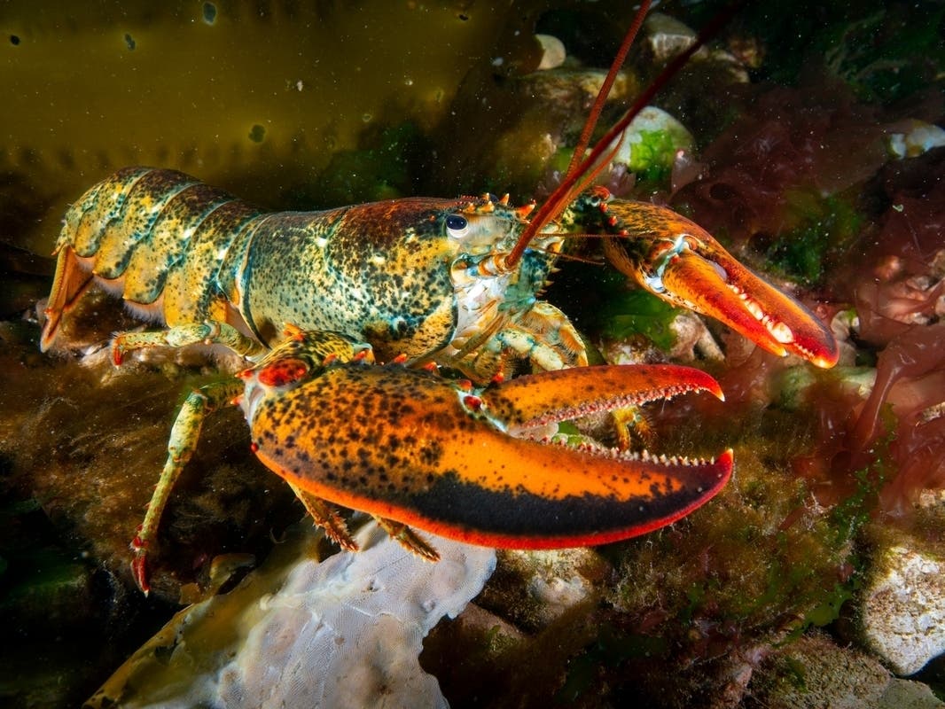 Guests of the Canton Volunteer Fire Co.'s 42nd annual 'Lobsterfest' will be able to dine on fresh lobster dinners Friday and Saturday ... but not this fresh.