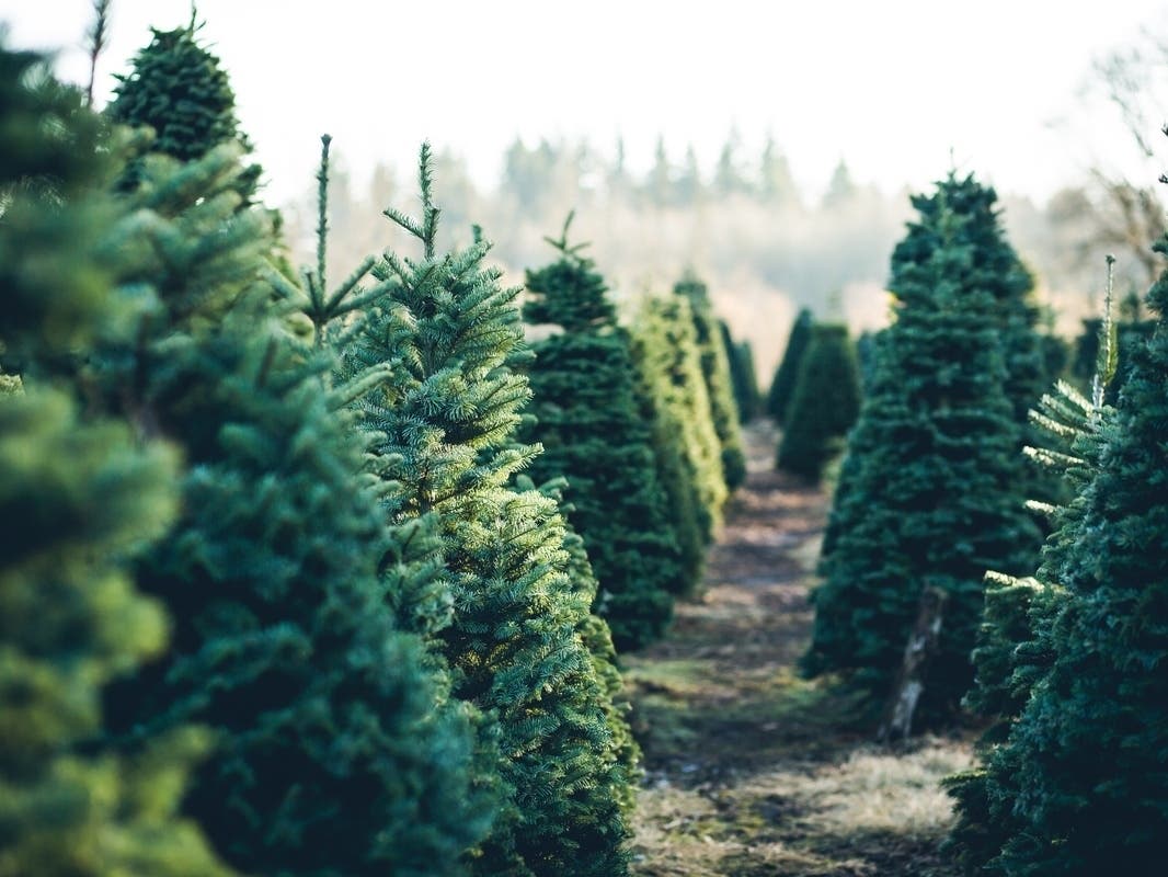 Mahwah-area residents are within range of several great places to buy a tree for the holiday season. 