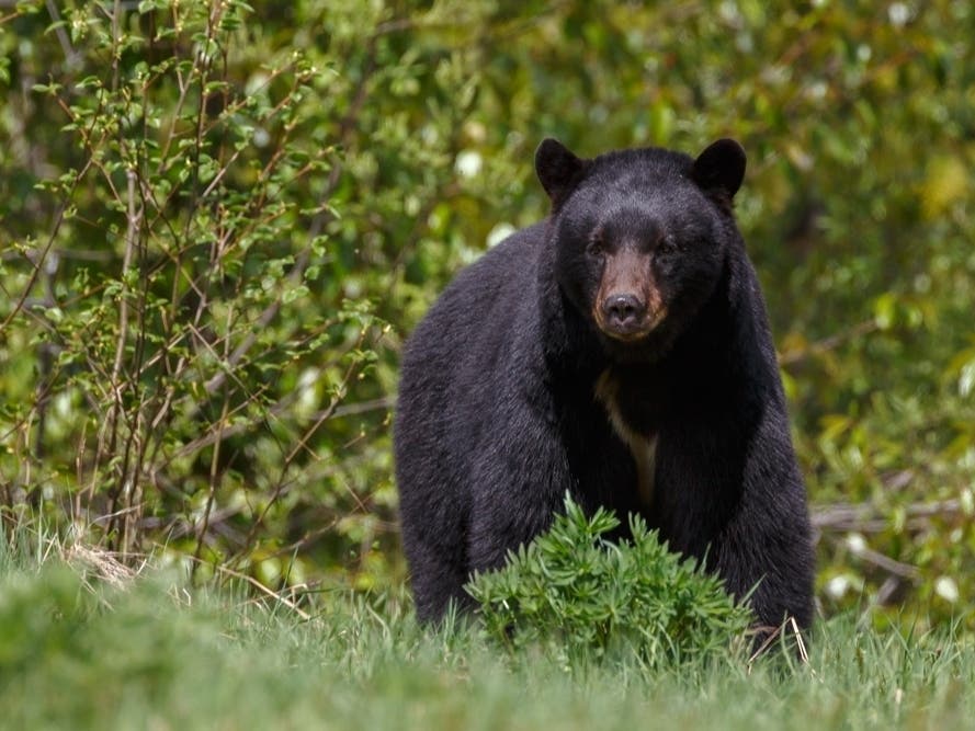 Black Bear Spotted Roaming In Bergen City: Officials