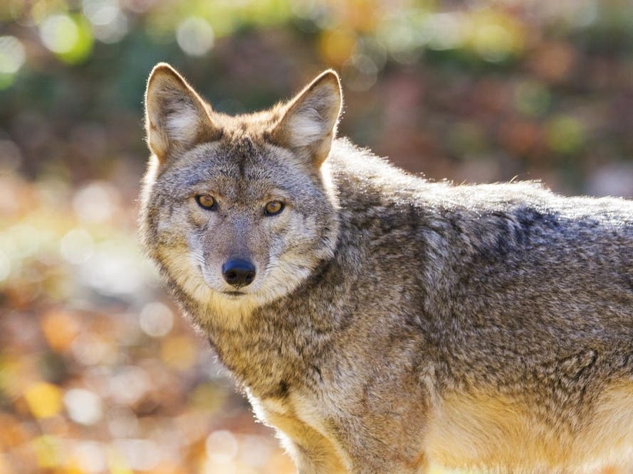 Coyotes have been spotted in Gwinnett County.