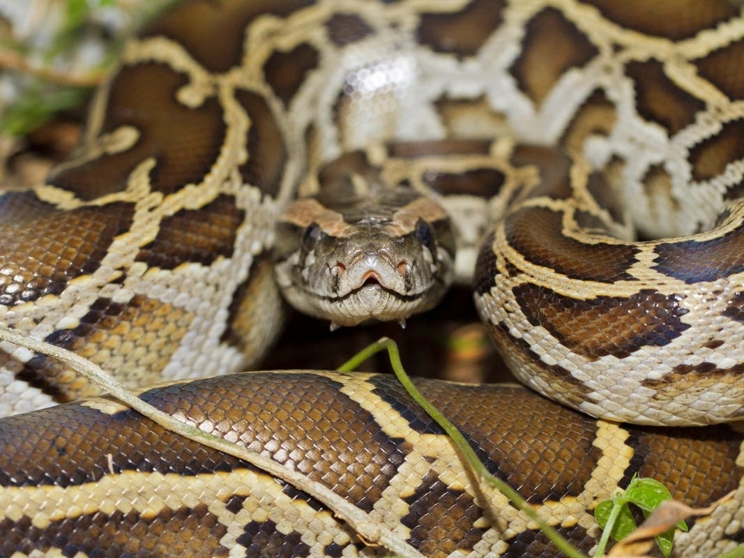 The Florida Python Challenge, a contest that seeks to protect the Everglades' native wildlife by removing Burmese pythons, is underway.