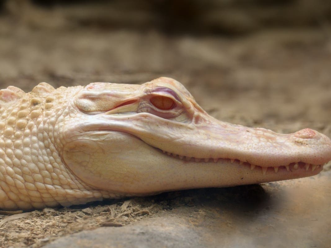 Born to parents Snowflake and Blizzard, a new albino alligator was delivered at Wild Park in Kenansville, Florida.