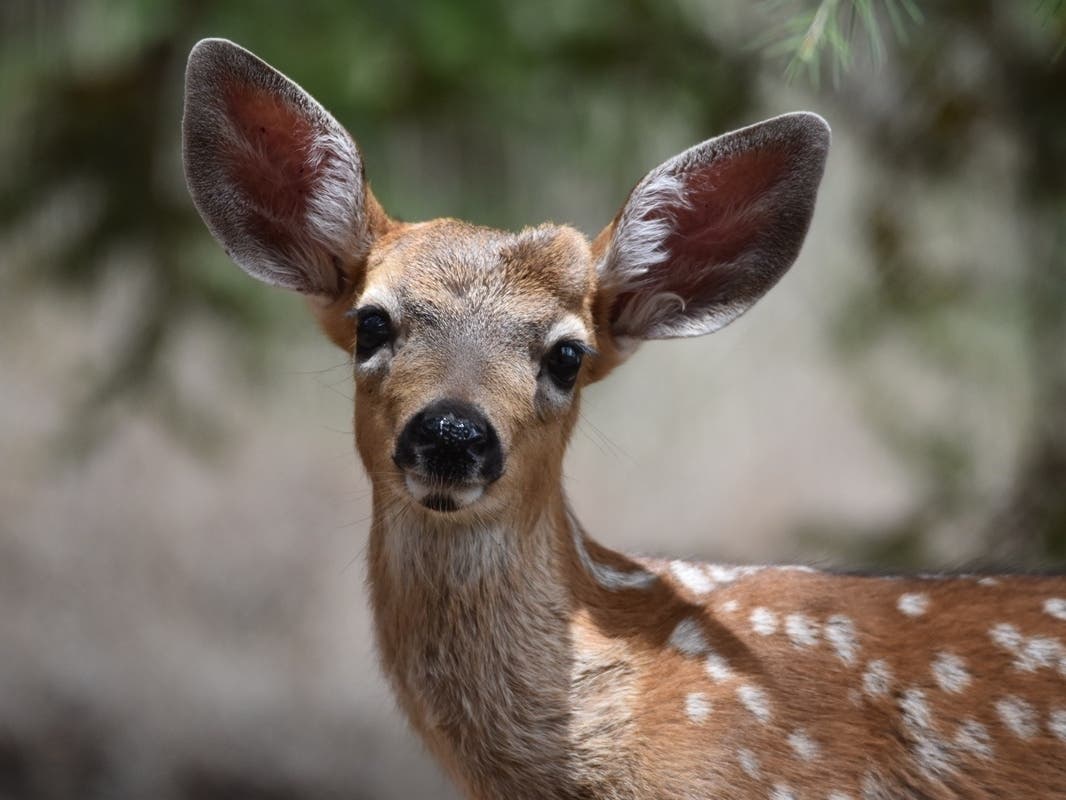 California mule deer were brought to Catalina Island a century ago to promote hunting tourism.