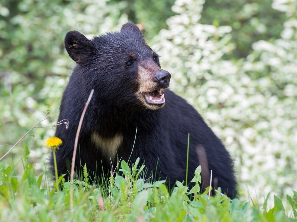 Black bears live in Southern California, but wildlife officials say they're extremely rare in the Santa Monica Mountains.