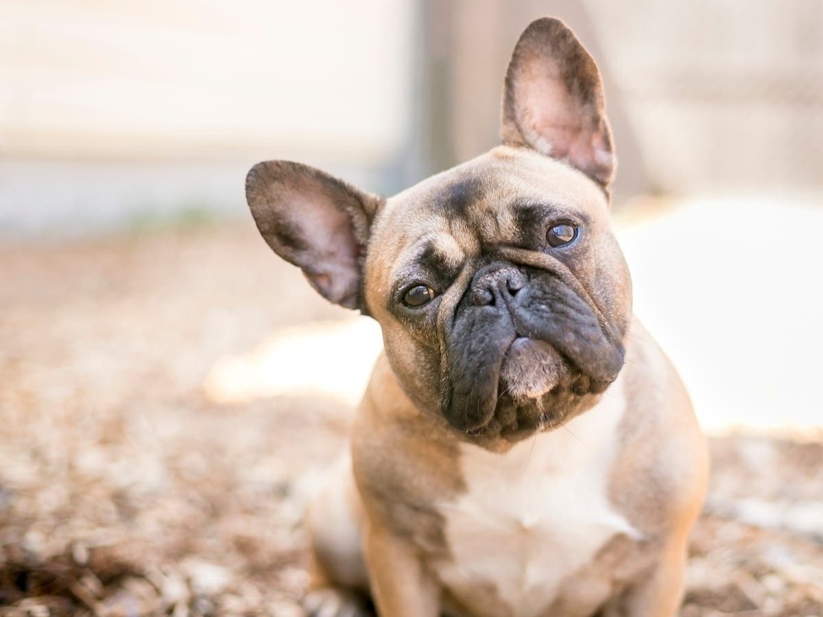 Palos Hills residents were scammed out of $400 after responding to a Facebook post advertising French bulldog puppies for sale, police said.