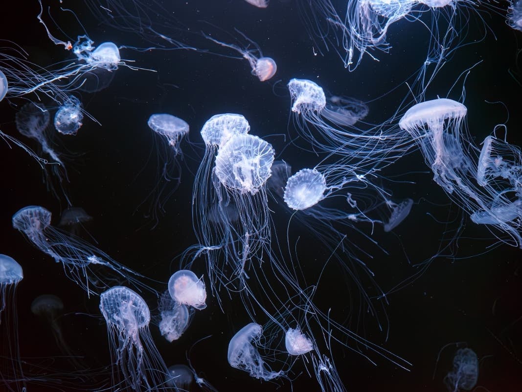 As many as 150 million jellyfish stings occur worldwide each year, according to the Cleveland Clinic. Most jellyfish stings are harmless; however, some stings can cause serious harm.