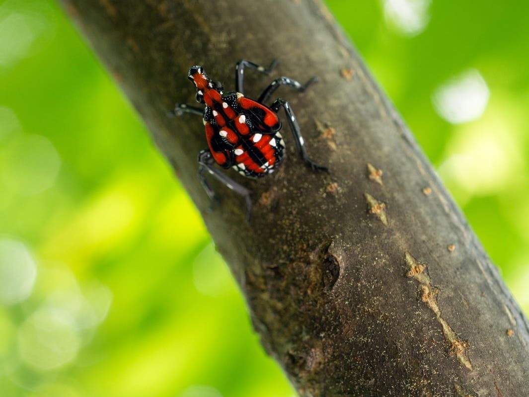 Spotted Lanternflies Are Back: What To Do If You See Them In VA