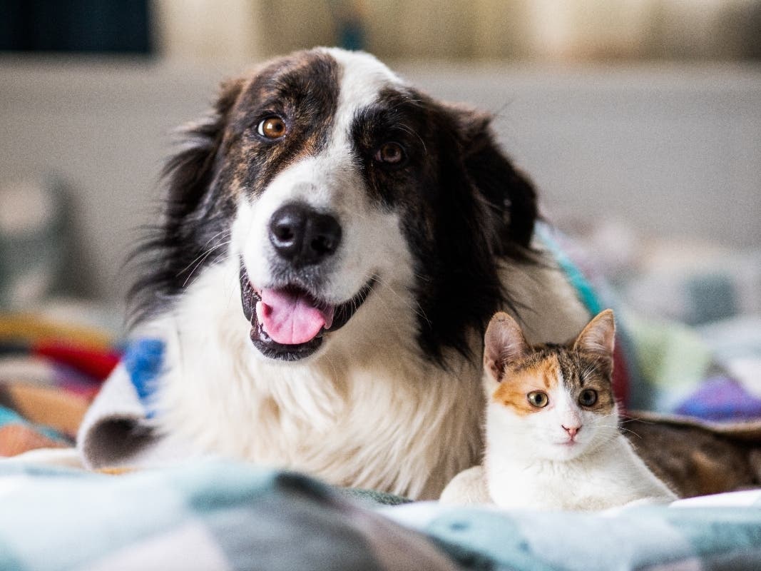 Nearly 10K Cats, Dogs Killed At VA Animal Shelters Last Year