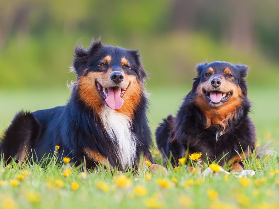 We’re dog people in Virginia — Australian shepherd people if you want to get technical, according to a recent Forbes survey that looked at favorite dog breeds by state.