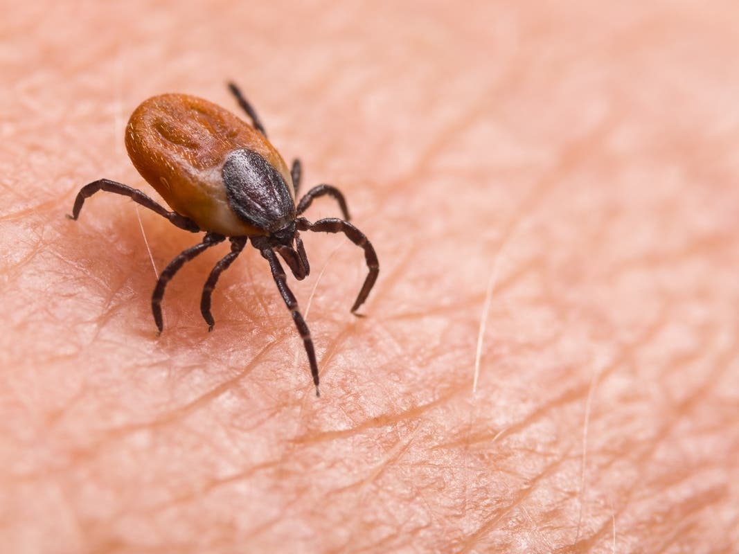 A mild winter in Virginia — highs will hit 70 degrees much of this week — has brought ticks out early. Here's what to do to keep your family and pets safe from the pests and the diseases they can carry.