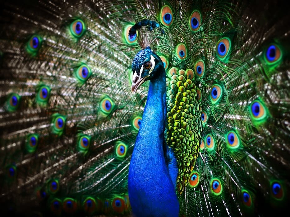 Escaped Bronx Zoo Peacocks Keep Neighbors Busy: Report