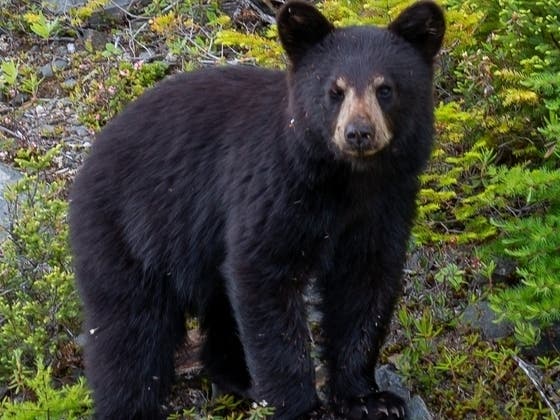 The bear is a 3 to 5-year-old female first captured in the Claremont area in late May. Since then, she has been tracked all the way to Malibu and finally to her current perch south of the Ronald Reagan (118) Freeway. 