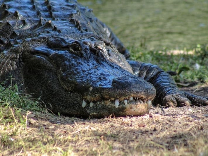 The Humboldt Park gator has managed to elude capture for four days.