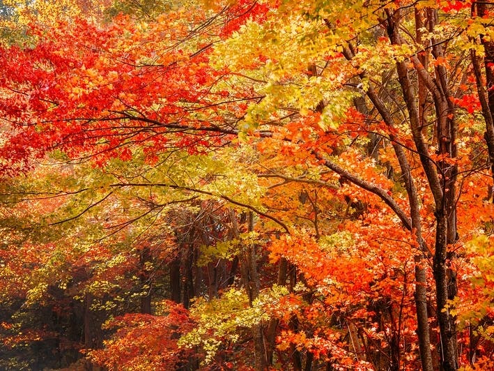 Find out the best time to see fall foliage in Illinois.