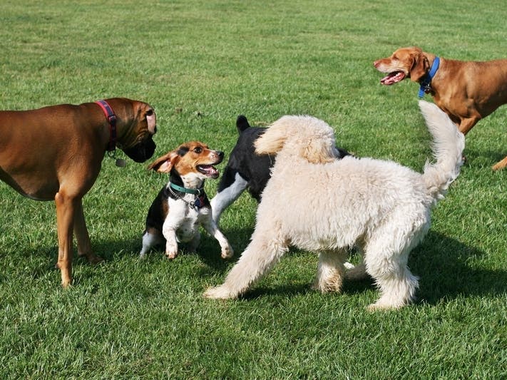 Meet adoptable dogs at Torrance and Redondo Beach Ralphs locations Saturday. 