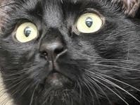 Black cats aren't really unlucky, though one found herself in a precarious situation and another had a five-year, 1,200 mile adventure. Both of these cat tales have happy endings.