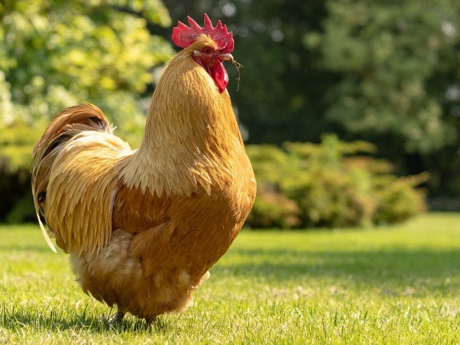 Buff Orpingtons are dual-purpose chickens — reliable egg layers, but big and meaty enough to fill a platter on the dinner table. They're also generally friendly birds that don't mind being picked up, making them good backyard pets.