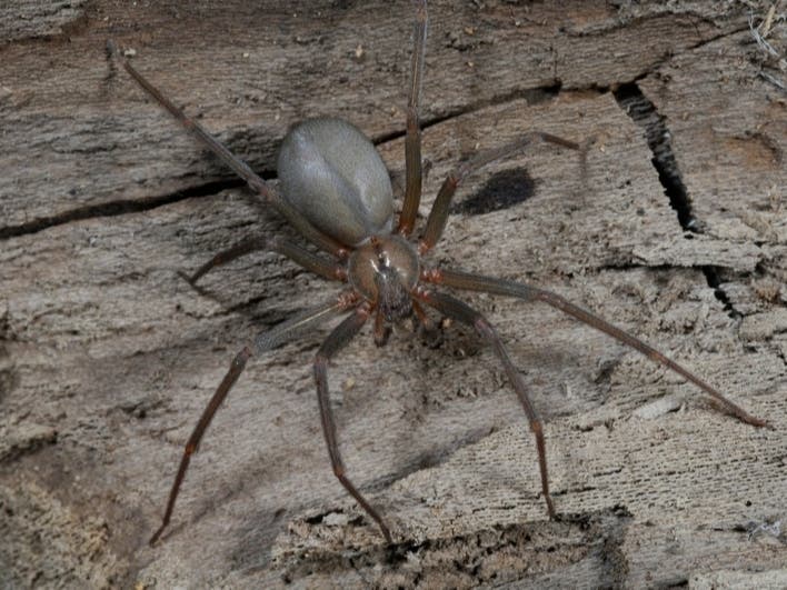 Brown recluse spiders are rare and unlikely to attack unless provoked. Most people will have only minor symptoms on the off chance they’re bitten, but a Virginia woman said she feared she might die after she was hospitalized with a spider bite.