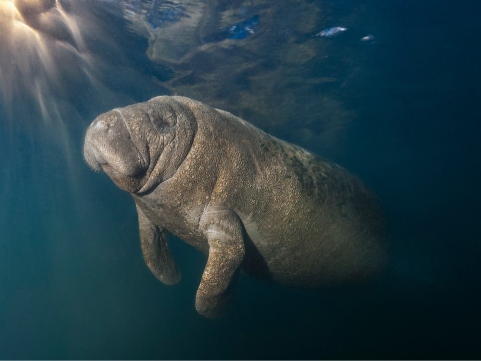 Every winter, about a thousand manatees swim to the spring systems of Crystal River, Homosassa and other waters in Florida’s Citrus County that maintain a constant temperature between 72 and 74 degrees Fahrenheit. About 100 stay there year-round.