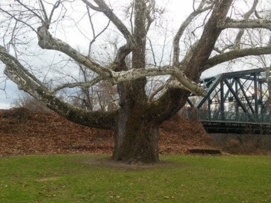 The Pinchot Sycamore, located at 20 Hartford Road (Route 185) in Simsbury at the Bataan Corregidor Memorial Bridge over the Farmington River.