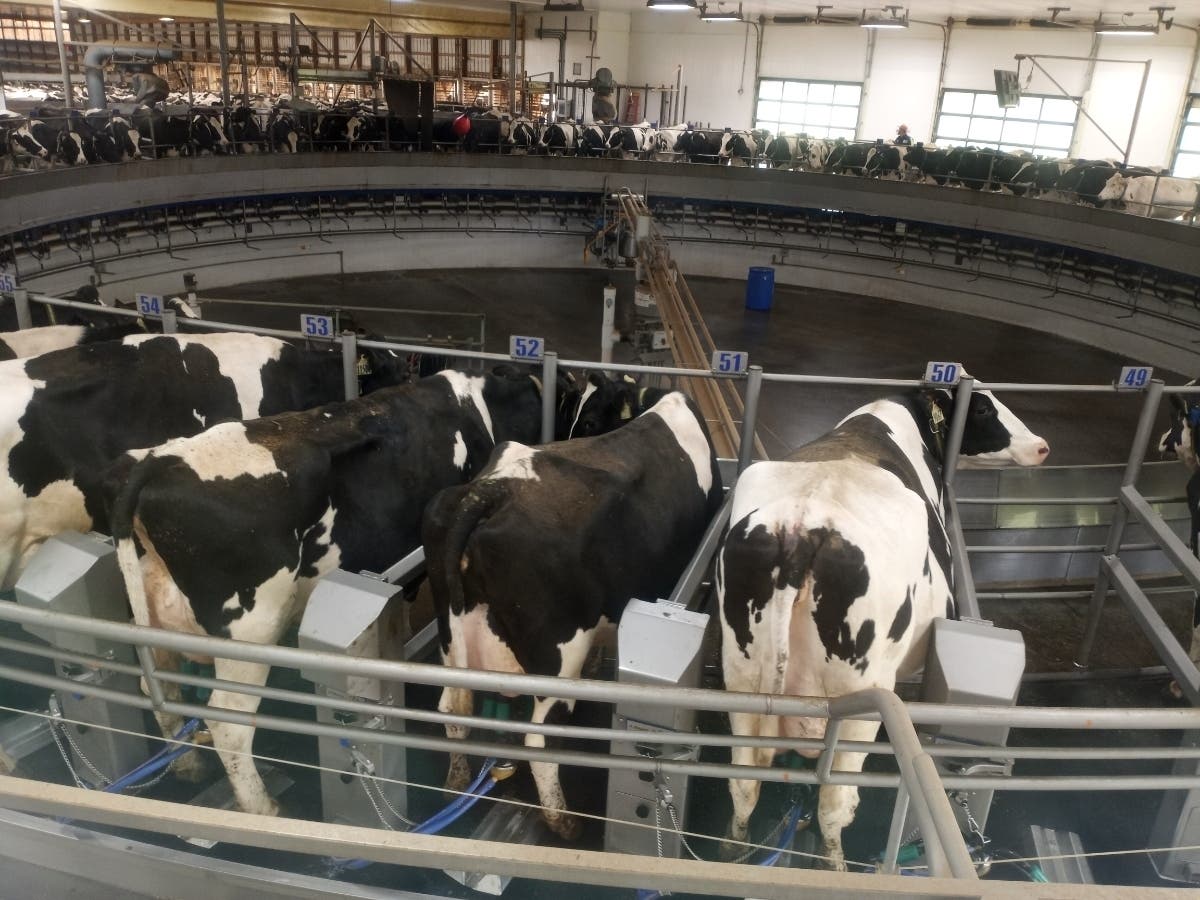 The cow carousel at Ellington's Oakridge Farm can milk 72 at one time. 