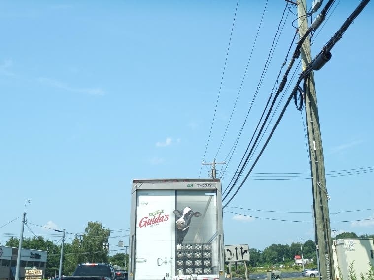 The peeping cow can be found on the roads in Connecticut. 