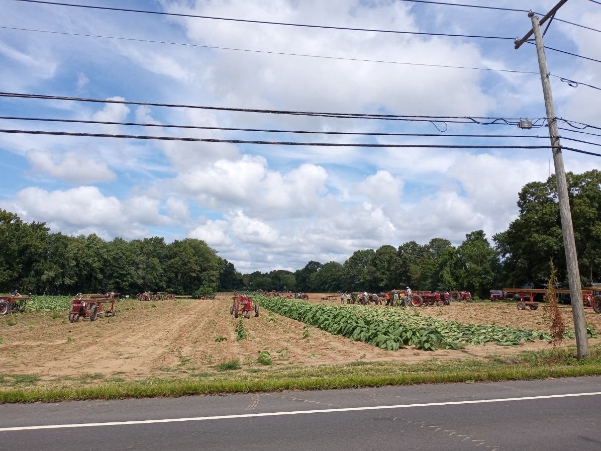 A tradition in the Connecticut River Valley is the late-summer tobacco harvest. 