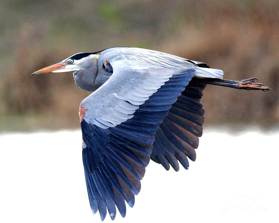 Wetlands Walk