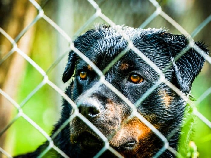 Dog Thrown Over Animal Shelter Fence: 5 Must-Read NJ Stories