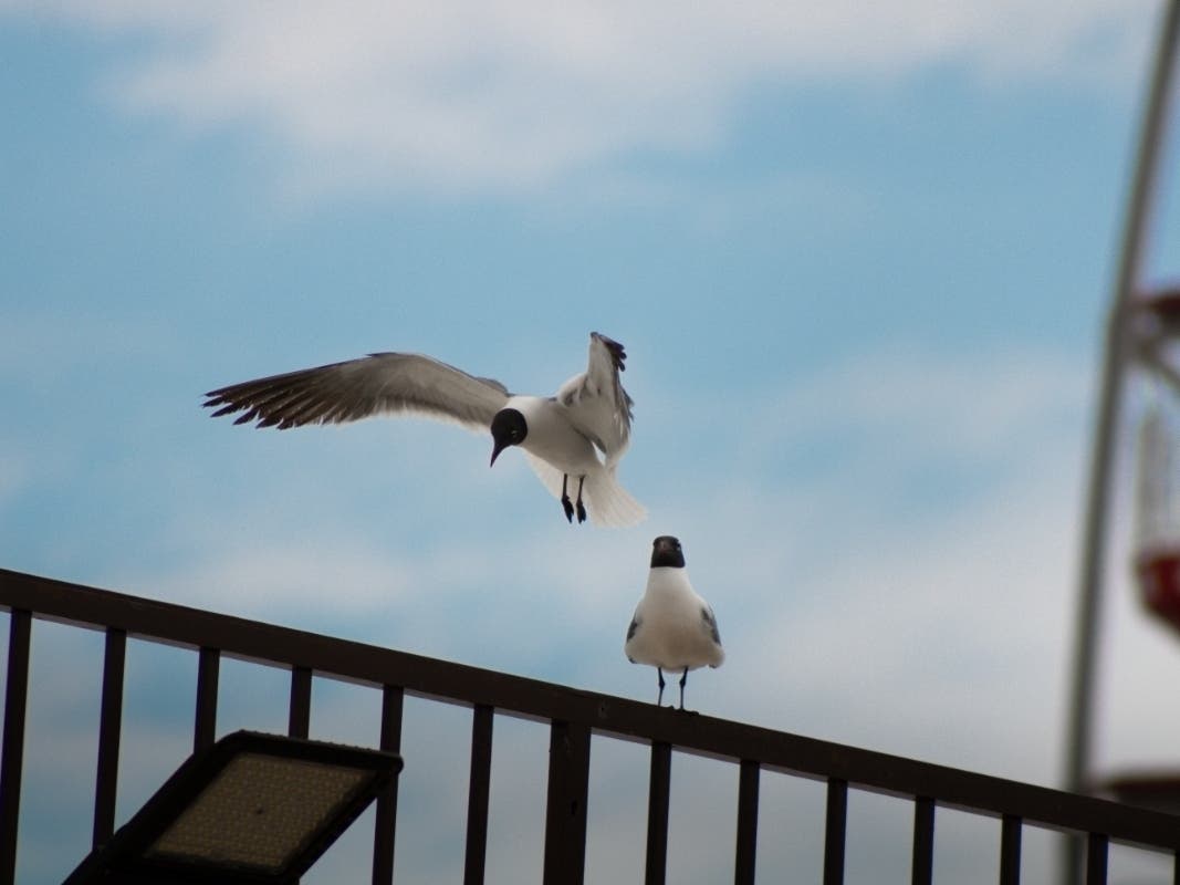 Man Decapitates Seagull At Jersey Shore Boardwalk: 5 Must-Read Stories