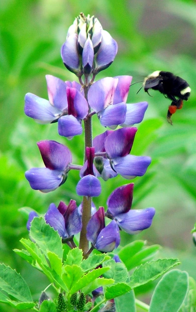 Native Plant Sale by the Palos Verdes Peninsula Land Conservancy