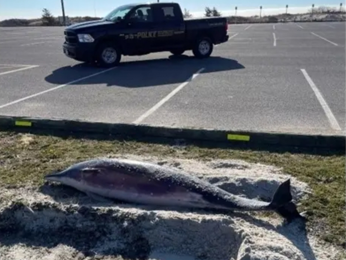 The dolphin was found deceased after a storm, the New York State of Environmental Conservation says