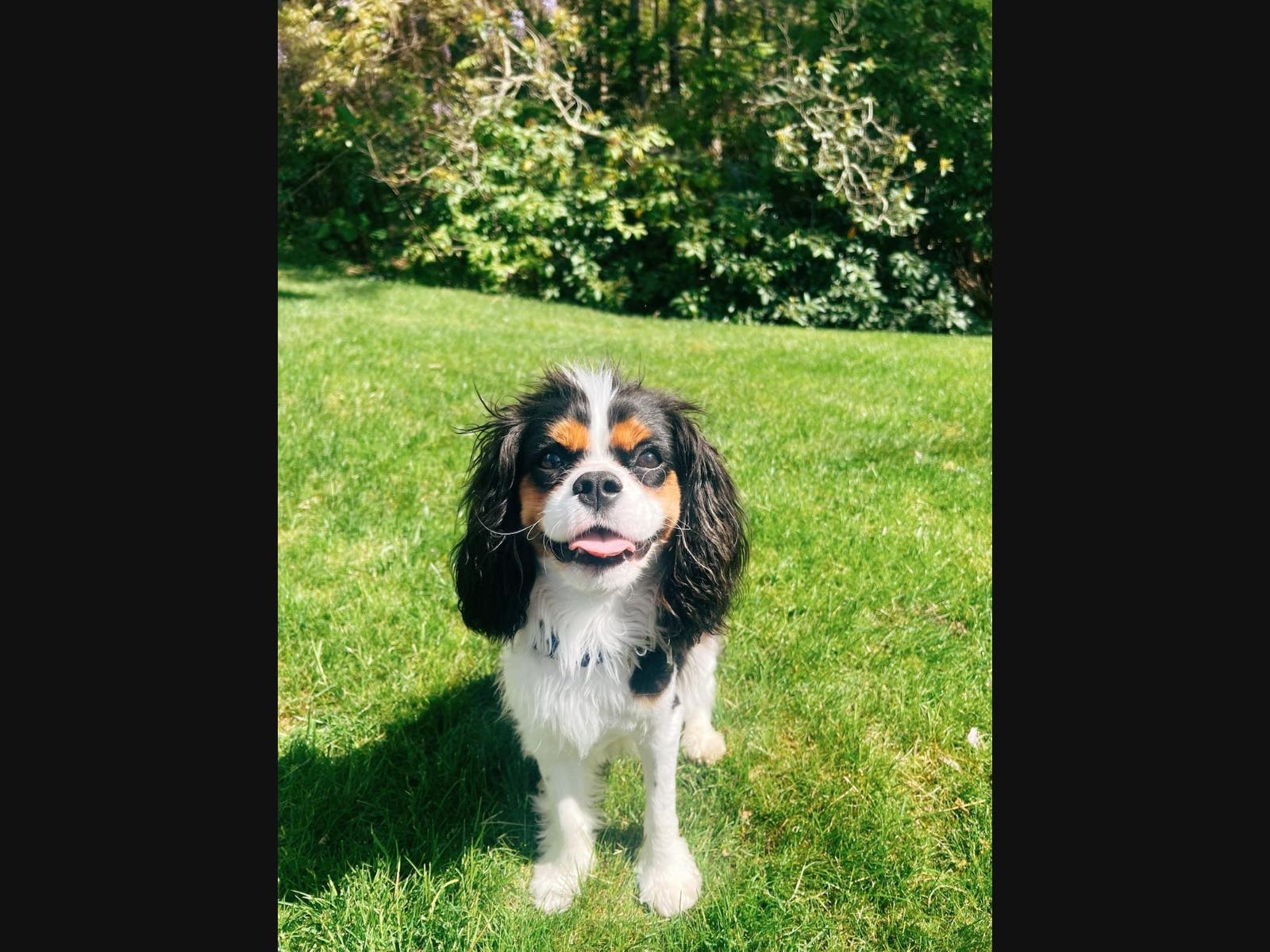 Oscar is a Cavalier King Charles Spaniel, 10 months old, and about 15 lbs.