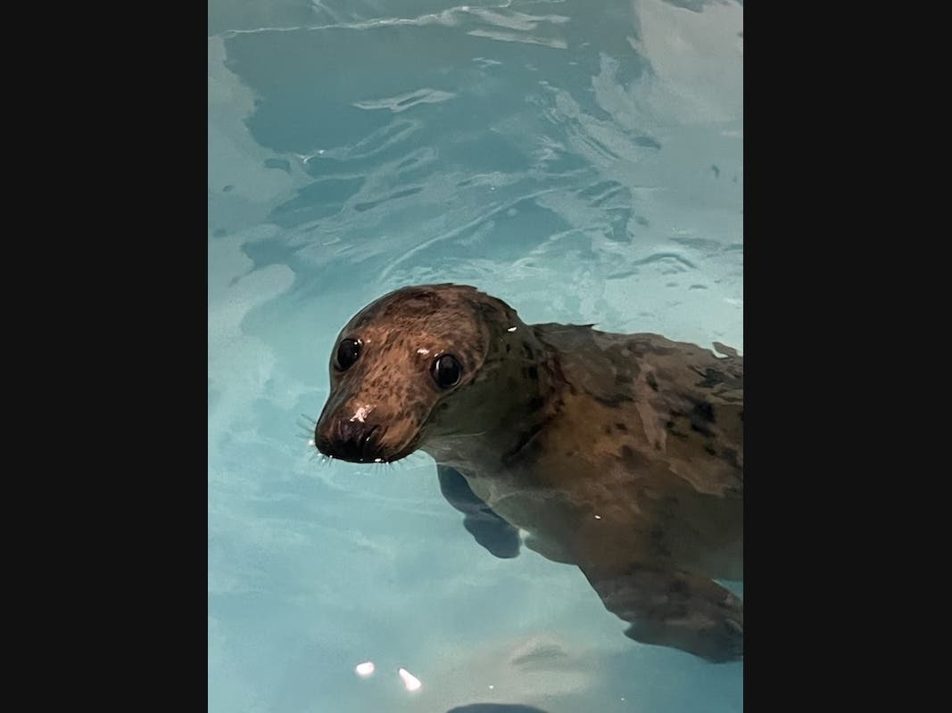Sweet Seal Pup, Octopus, Set For Release In Hampton Bays Thursday