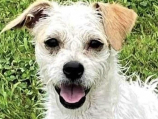 'He's Just A Puppy': Search On For Hamptons Dog Whose Owners Are Away