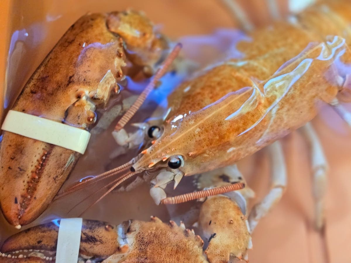 Rare Lobster Save | Hitman | 'Massive' Drug Bust | Impaled By Broom