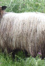 Longwool Intensive with Amy Ross Manko of Ross Farm