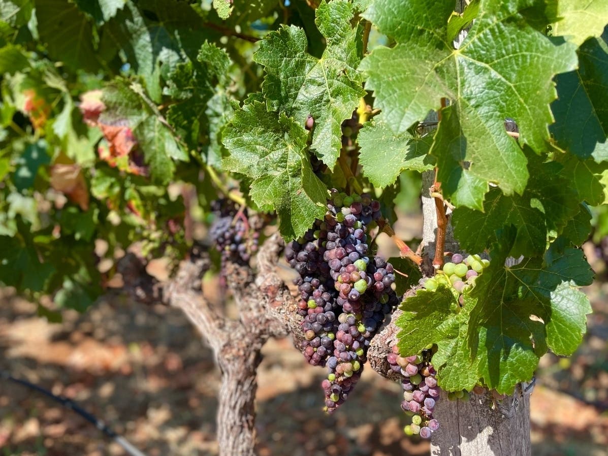 Bay Area County sees record-setting year in winegrape production.