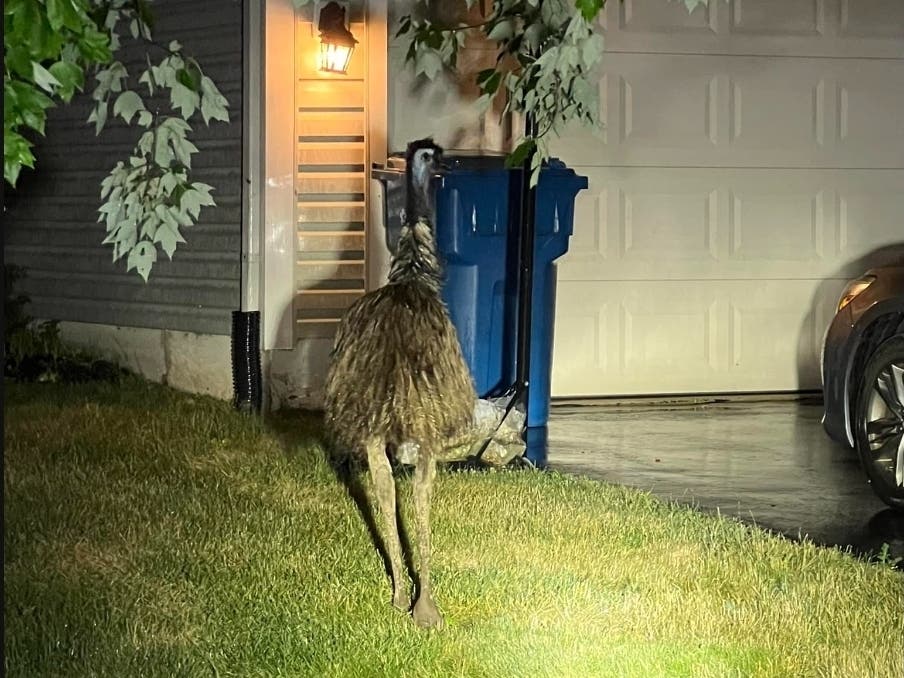 Emu Captured After Roaming Roads In Newtown Twp. 