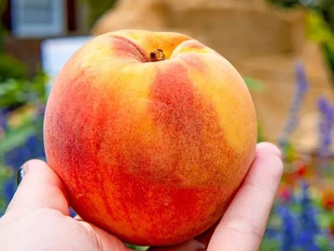 Peddler's Village is showcasing peaches during a festival at its Lahaska location this weekend.