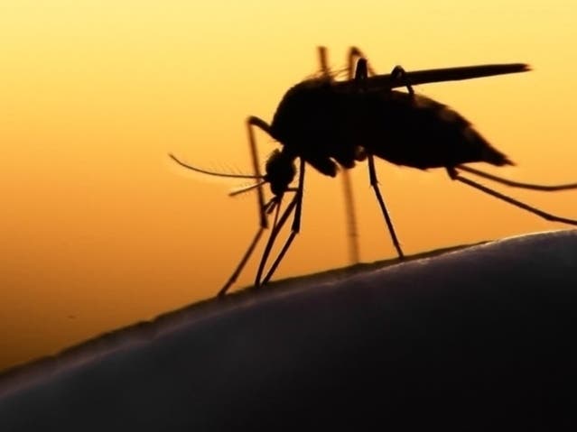 Health District Reports WNV Positive Mosquitoes In Branford