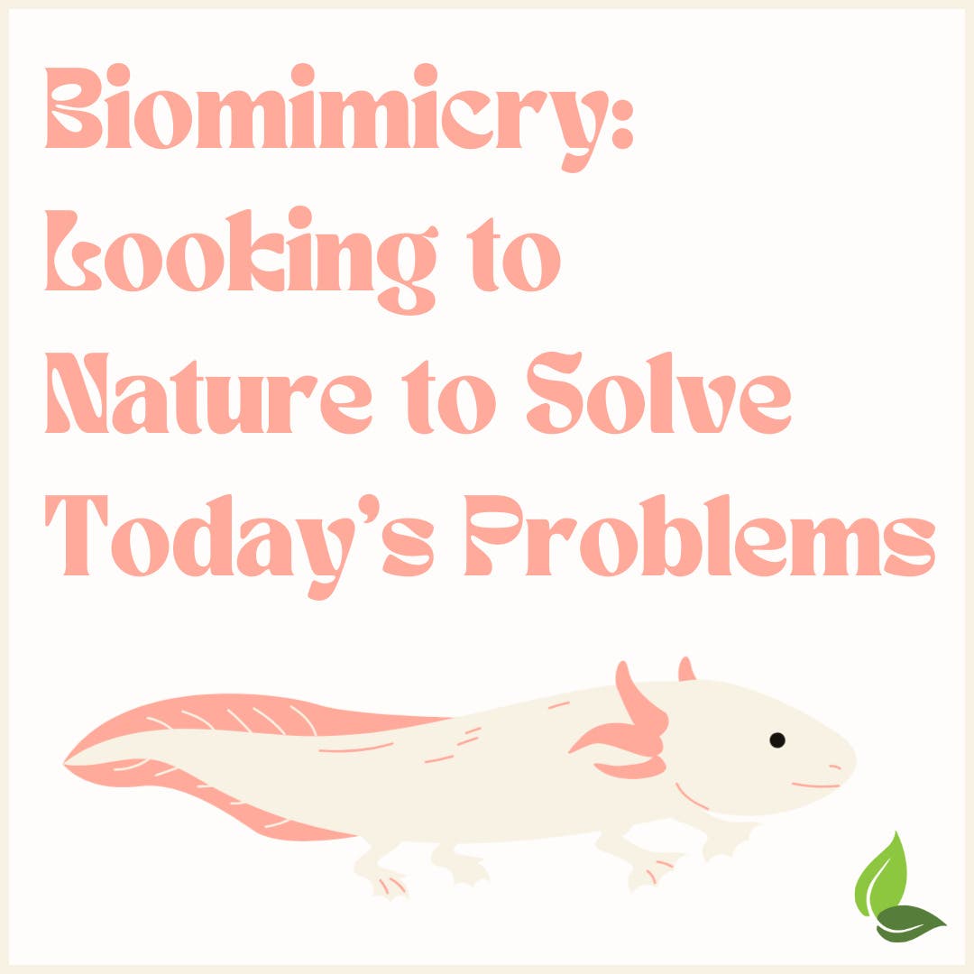 Biomimicry: Looking to Nature to Solve Today’s Problems