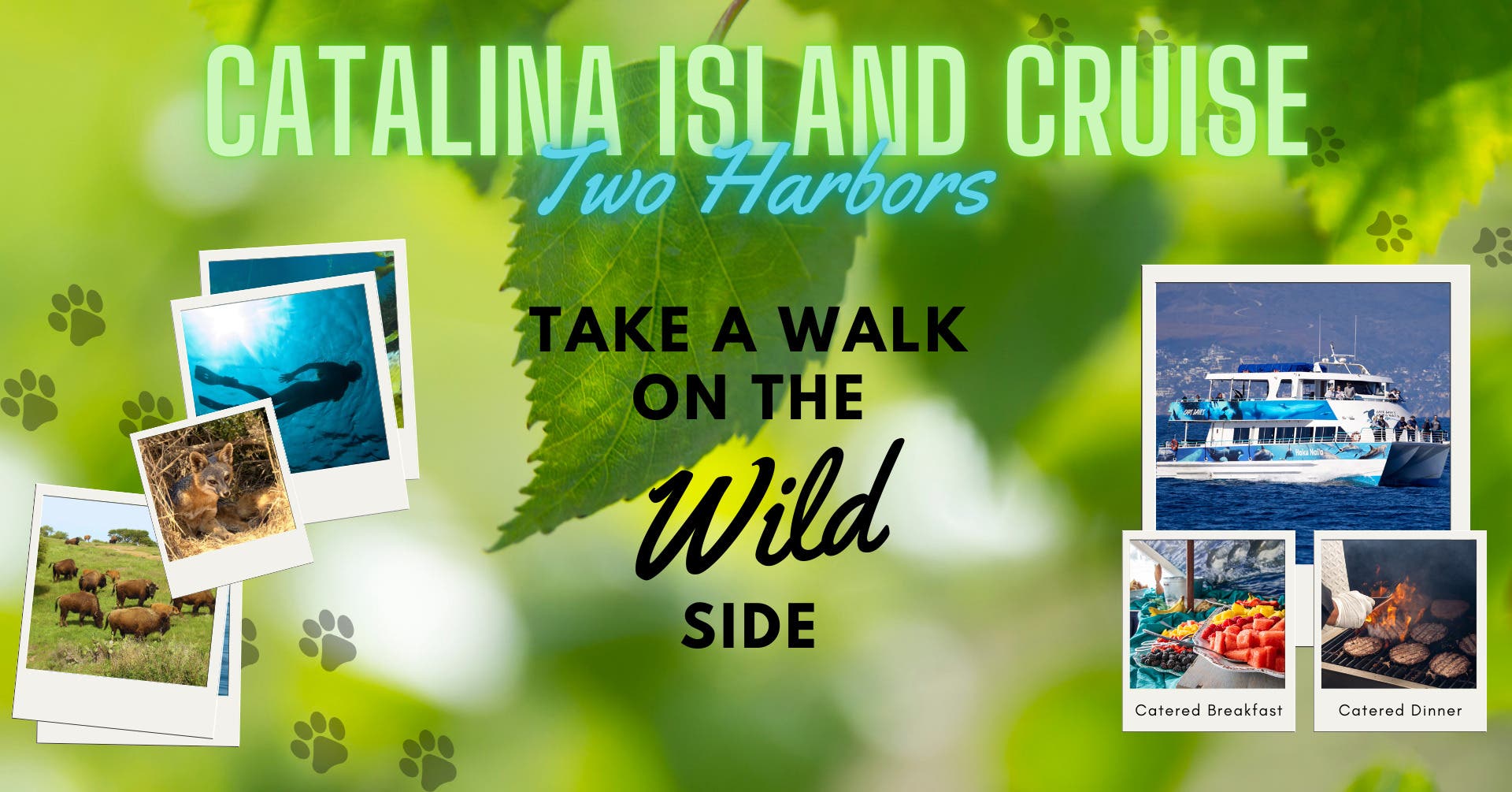 Upscale Catalina Island Cruise & Whale Watch (To Two Harbors)