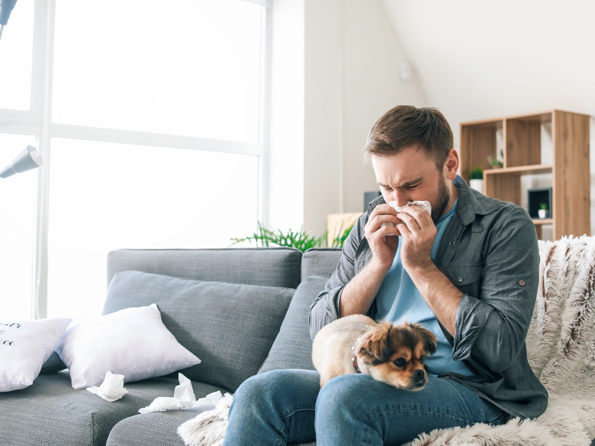 ​A person sneezing into a tissue while sitting on a couch with a small dog on their lap.