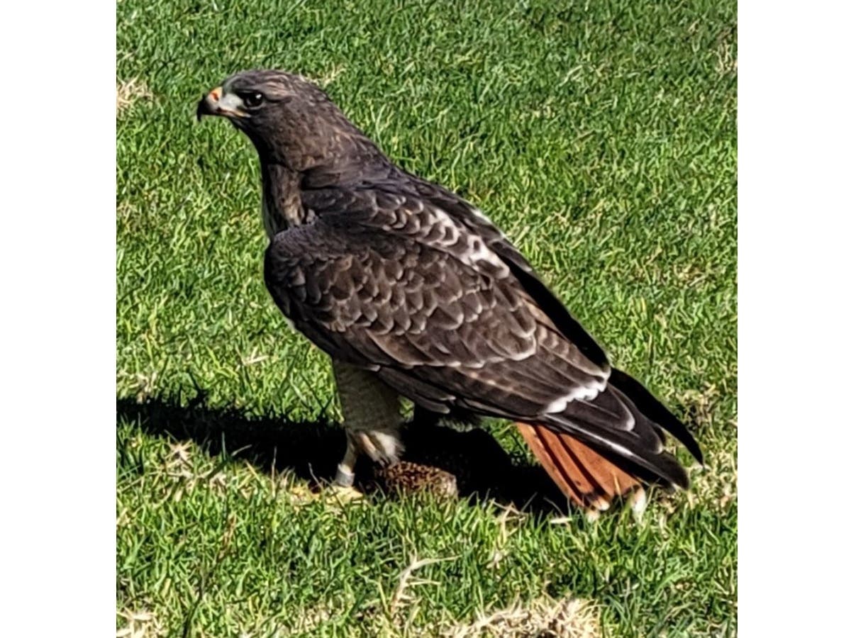 If you look closely, this red-tailed hawk is standing on its prey, a squirrel, in Mountain View, Calif.