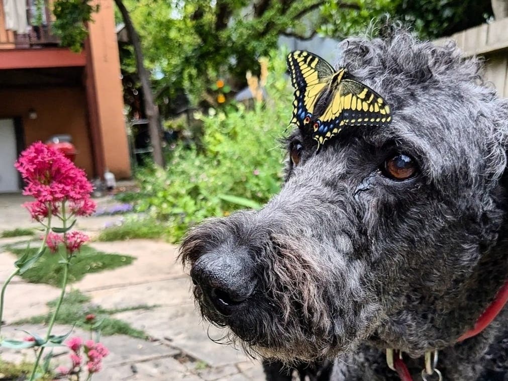 A lovely photo of a swallowtail butterfly on a gentle dog's face in Berkeley, Calif.