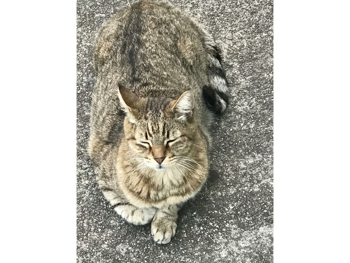 Grey tabby cat in Alameda, Calif.