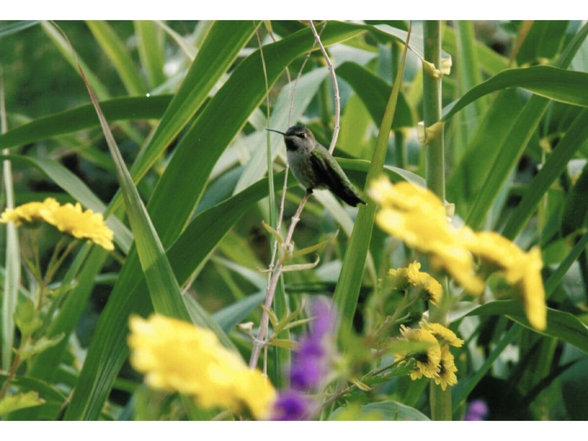 Hummingbird blends into the foliage of a Fairview garden.